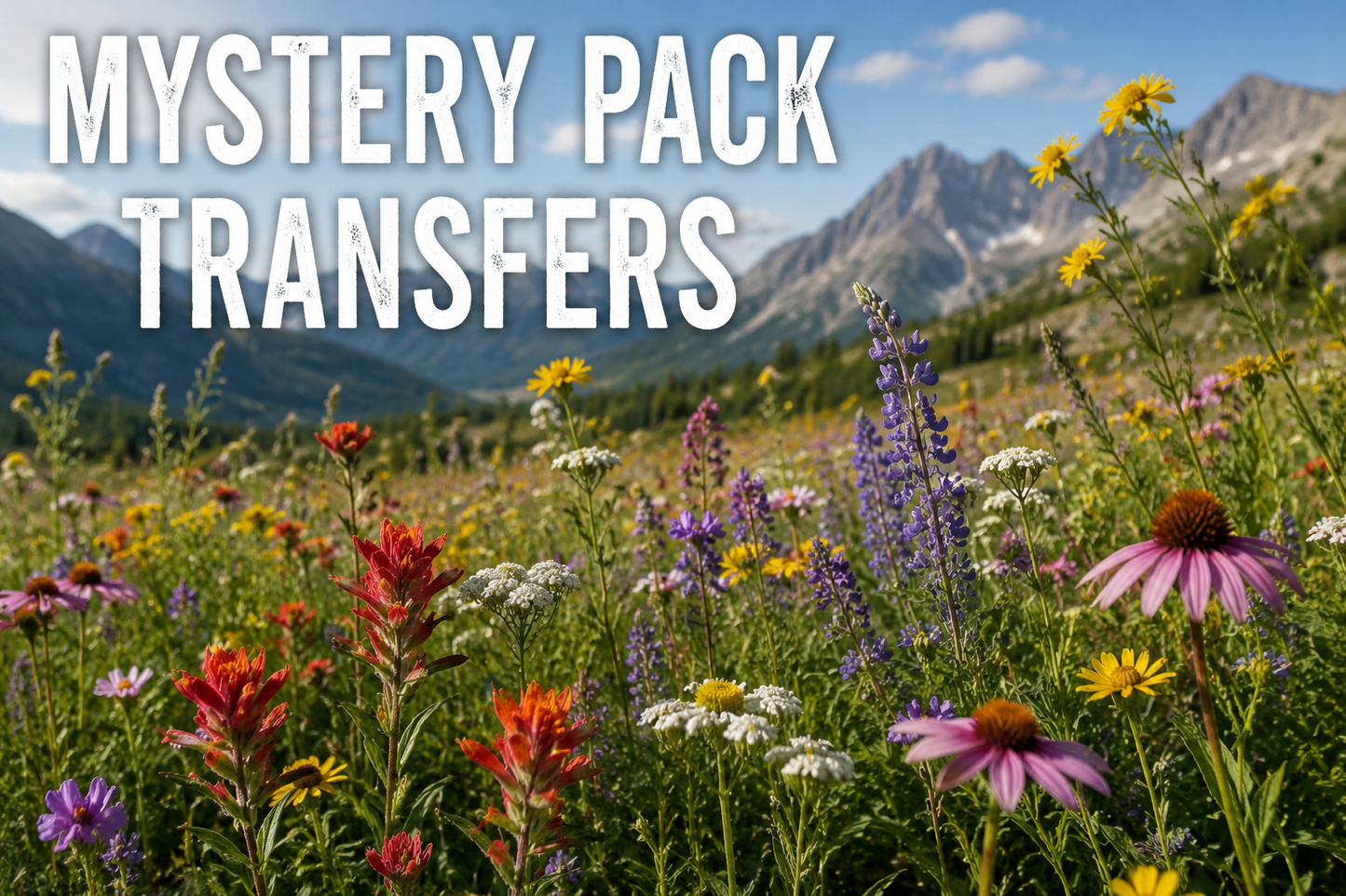 MYSTERY PACK TRANSFERS